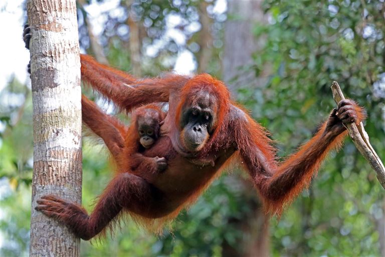 Malaysia mit Singapur & Borneo ©Goddard_Photography/istock
